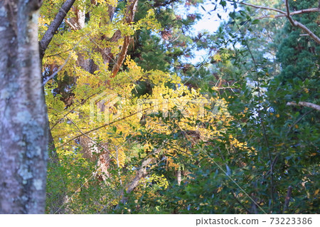 Ginkgo biloba Ginkgo biloba 73223386