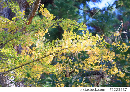 Ginkgo biloba Ginkgo biloba 73223387