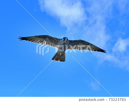 Young Chigohayabusa flying overhead in the blue sky background Young Chigohayabusa flying overhead in the blue sky background 73223783