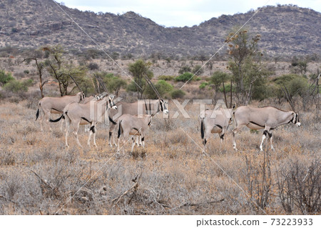 Orix (Samburu Trails, Kenya) Orix (Samburu Trails, Kenya) 73223933