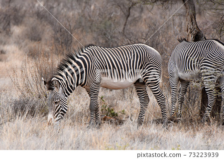 Grevy Shimauma(肯尼亞Samble自然保護區) Grevy Shimauma(肯尼亞Samble自然保護區) 73223939