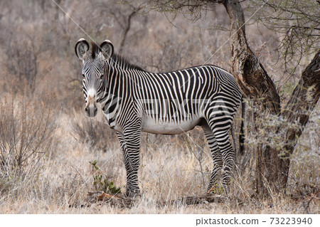Grevy Shimauma（肯尼亞Samble自然保護區） 73223940