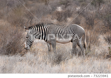 Grevy Shimauma（肯尼亞Samble自然保護區） 73223941