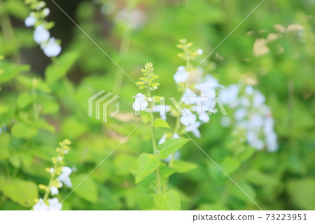 Salvia Connecticia花 73223951
