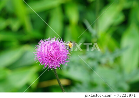 Bumblebee sucking thistle nectar 73223971
