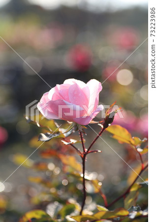 Pink roses blooming in winter Pink roses blooming in winter 73223986