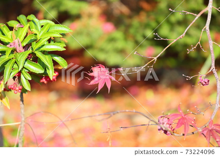 Autumn leaves maple Nomura 73224096