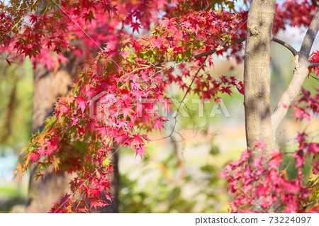 Autumn leaves maple Nomura 73224097