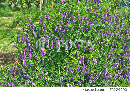 Wisteria flower 73224590