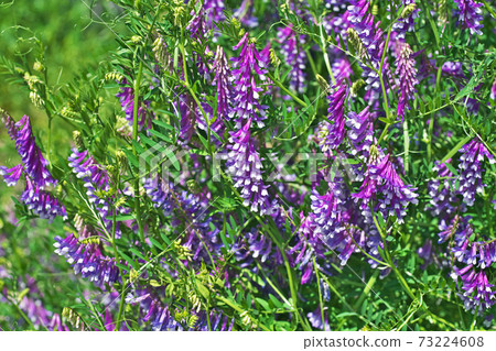 Wisteria flower 73224608