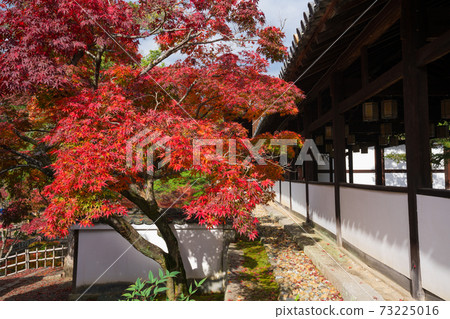 京都萬福寺秋葉 京都萬福寺秋葉 73225016