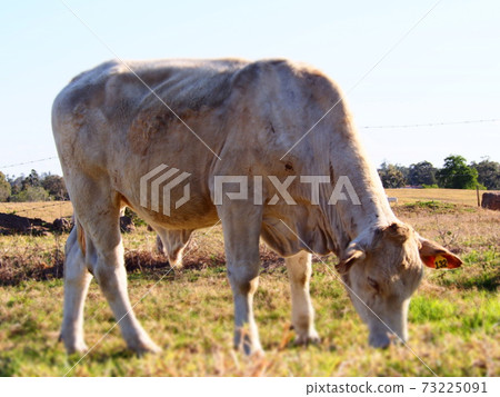 Australian ranch Australian ranch 73225091