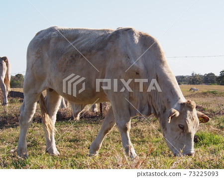 Australian ranch Australian ranch 73225093