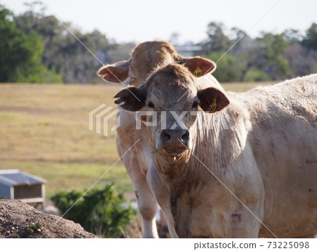 Australian ranch 73225098