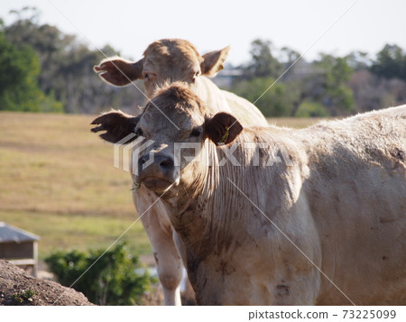 Australian ranch 73225099