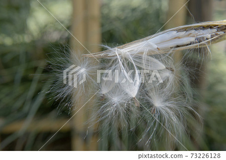 Oxypetalum seeds with fluff spreading out of torn pods / Ruri Kara cotton 73226128