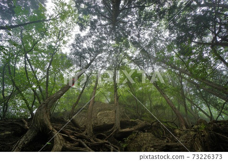 Ryokamisan的森林區域 73226373