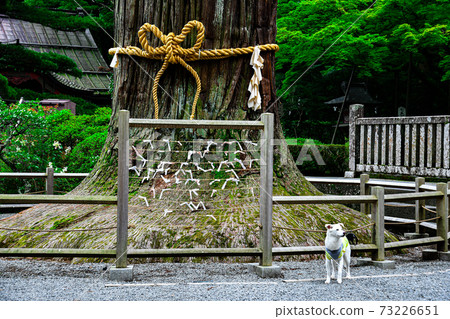Omikuji and Omikuji of Asama Shrine Omikuji and Omikuji of Asama Shrine 73226651