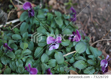 Viola flowers blooming in winter flower beds Viola flowers blooming in winter flower beds 73226720