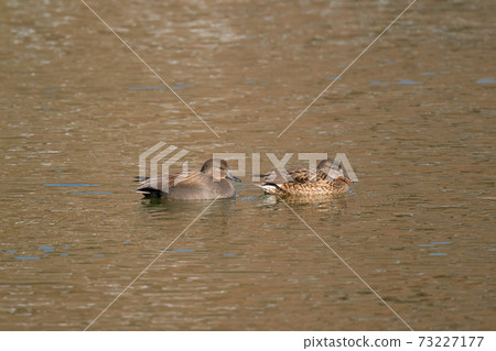 Good friend Gadwall Good friend Gadwall 73227177