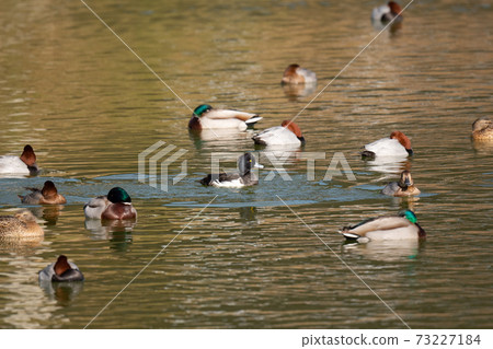 Tufted duck in the pond Tufted duck in the pond 73227184