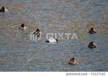 Common pochard on holiday Common pochard on holiday 73227187