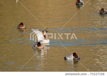 Common pochard female 02 with fluttering feathers Common pochard female 02 with fluttering feathers 73227188