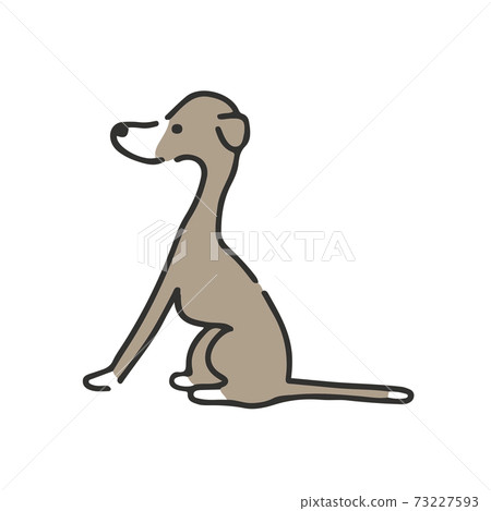 意大利靈緹犬側身坐 73227593