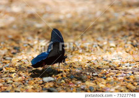 Black butterfly 73227748