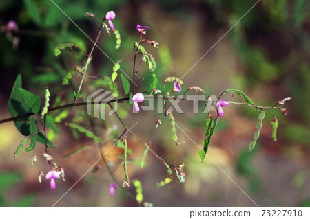 Yamanogusa Nusubitohagi flowers and fruits 73227910