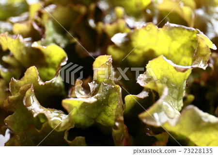 陽光生菜 73228135