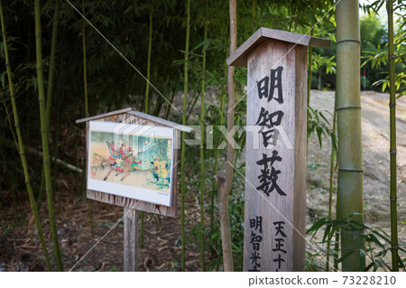 明智布什 明智布什 73228210