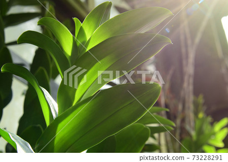 熱帶地區生長著大葉子的植物,充滿活力 熱帶地區生長著大葉子的植物,充滿活力 73228291