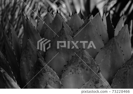 A cactus that seems to grow in a common form of Mexico A cactus that seems to grow in a common form of Mexico 73228466