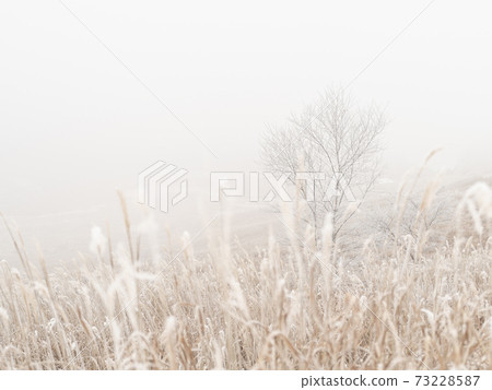 Haze meadow Haze meadow 73228587