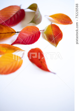 紅色落葉的集合[白色背景] 73228588