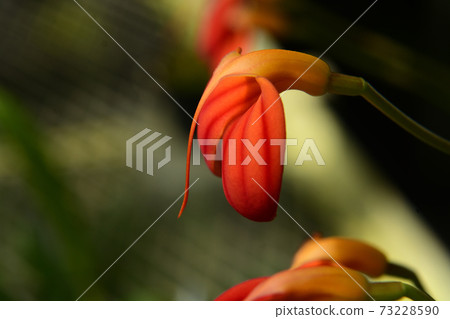 Orange plump flowers blooming in the rainforest Orange plump flowers blooming in the rainforest 73228590