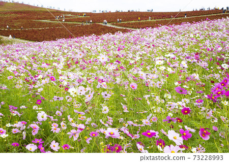 Hitachi Seaside Park Miharashi Hill, autumn leaves of Kokia and flower fields of cosmos 73228993