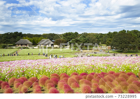 從三原新岡看的國立日立海欣公園風光秋葉和波斯菊蕎麥田和舊民居的花田 從三原新岡看的國立日立海欣公園風光秋葉和波斯菊蕎麥田和舊民居的花田 73228995