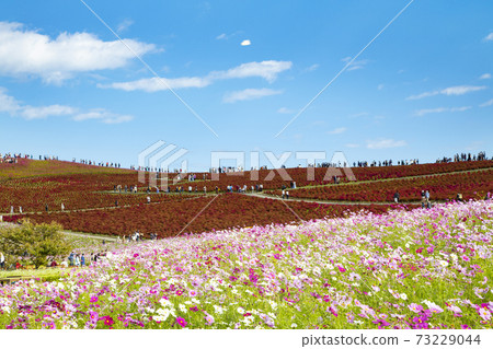 Hitachi Seaside Park Miharashi Hill, autumn leaves of Kokia and flower fields of cosmos 73229044