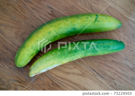 A ghost cucumber that has grown too large 73229503