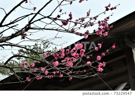 紅梅，分隔屏幕的黑色屋頂和淺藍色的天空很美 73229547