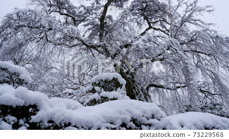 Sakamoto snow medicine clinic in winter Taisei cherry tree 73229568