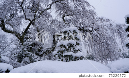 Sakamoto snow medicine clinic in winter Taisei cherry tree 73229572
