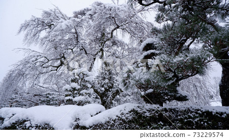 Sakamoto snow medicine clinic in winter Taisei cherry tree Sakamoto snow medicine clinic in winter Taisei cherry tree 73229574