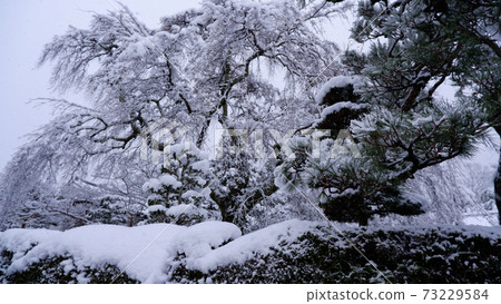 坂本雪醫學診所在冬天Taisei櫻桃樹 73229584