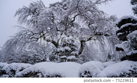 Sakamoto snow medicine clinic in winter Taisei cherry tree Sakamoto snow medicine clinic in winter Taisei cherry tree 73229611