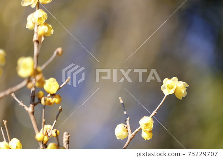 魯姆花開花 魯姆花開花 73229707