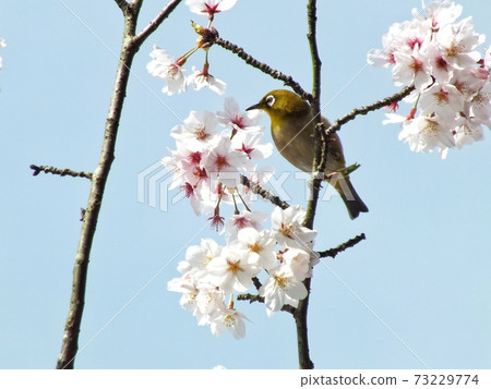 Sakura 7 Sakura 7 73229774