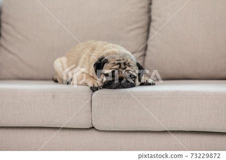 Cute dog pug breed sleep on sofa at home 73229872